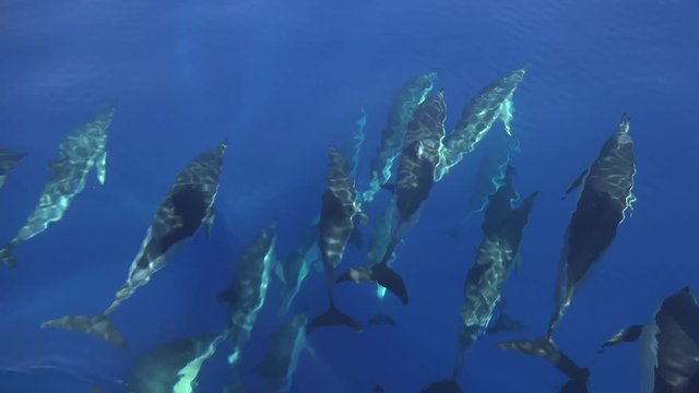 Big group of common dolphins in perfect blue water