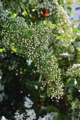 Blossoms of firethorn (Pyracantha)