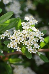Blossoms of firethorn (Pyracantha)