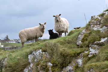 Fototapeta premium Sheeple
