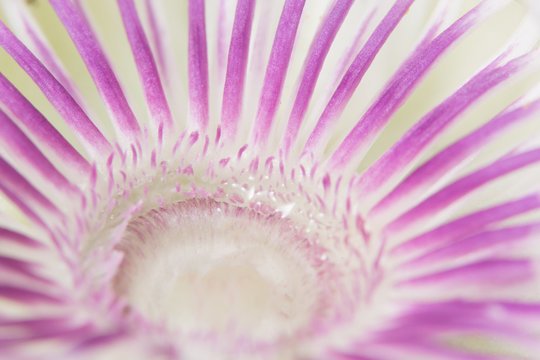 Purple flower background