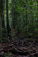 Dark Rainforest
