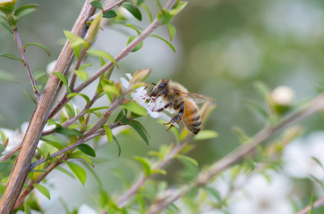 Honey Bee on Manuka Flower, from which honey with medicinal 