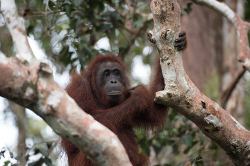 Borneo Orangutan