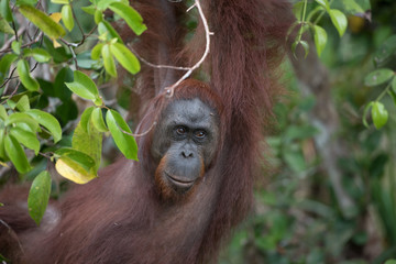 Borneo Orangutan