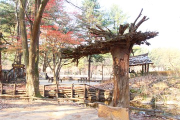Spring at Nami Island in South Korea