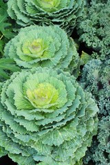 Head cabbage in the garden with nature