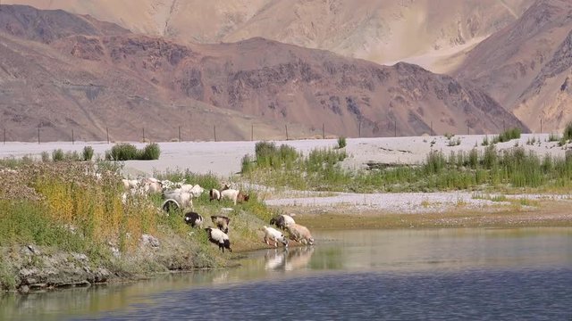 Herd of sheeps and Changthangi or Kashmir Pashmina goat drinking from Pangong Tso lake against slopes of Himalaya mountains. Domestic animals at watering place. Ladakh, India. Camera zooms out.