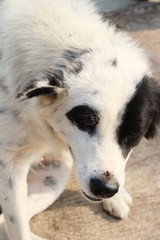 White dog cute is staring on floor