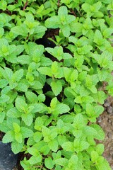 Pepper mint leaves in garden with nature