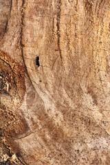 Old wooden beauty wall background and texture