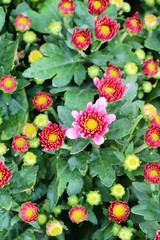Chrysanthemums flower is beautiful in the garden