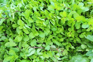 Fototapeta na wymiar Pepper mint leaves for cooking at market