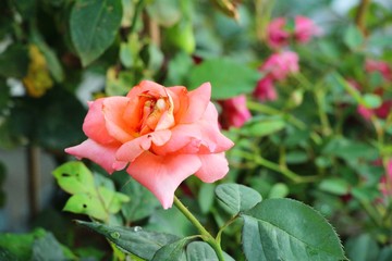 Beautiful roses is blooming in the garden