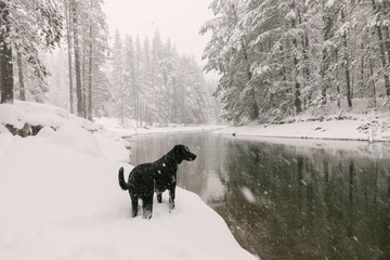 dog in snow