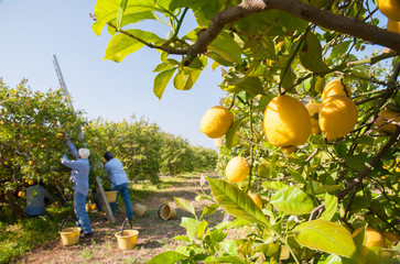 Closeup view of lemons on tree and pickers at work in the background - 202570213