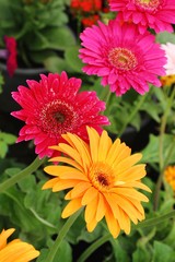 Gerbera flowers in garden with the nature