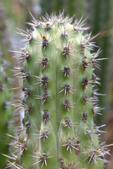 Green Cactus in the arid desert, Aruba, Carribean.