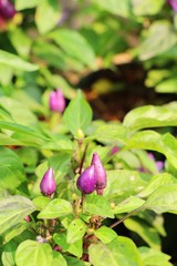 Fresh chilli on tree in the garden