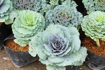 Head cabbage in the garden with nature