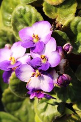 Beautiful bloom colorful flowers in the garden