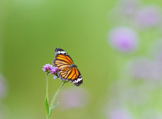 Fototapeta na wymiar Butterfly on green background