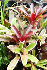 Bromeliad flower in the garden with nature