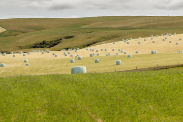 Bales of hay on a field