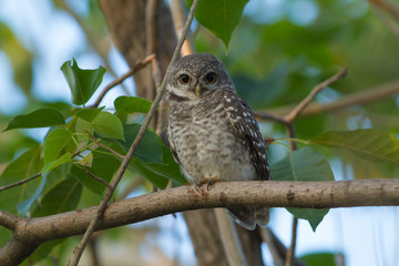 Spotted owlet on branch. This common resident species has been captured at Suan Luang Park, Bangkok, Thailand.  