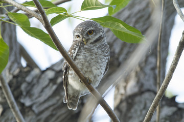 Spotted owlet on branch