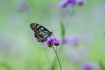 Fototapeta na wymiar Butterfly on pink flower 
