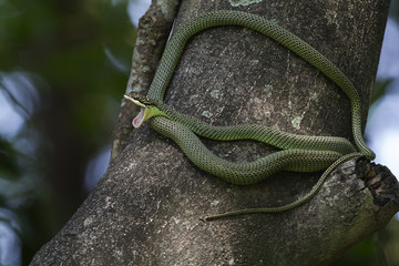 Golden green tree snake 