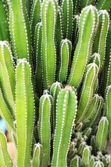 Beautiful the cactus in garden with nature
