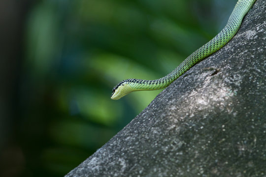 Golden green tree snake 