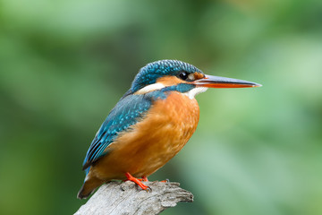Common kingfisher on branch  