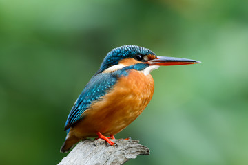 Common kingfisher ()alcedo atthiss)T It also known as the Eurasian  and river kingfisher, is a small kingfisher with seven subspecies recognized within its wide distribution.