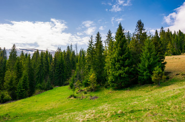 Fototapeta na wymiar spruce forest on a hill side meadow in high mountains on a cloudy summer day