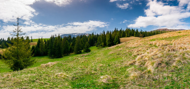 panorama of spruce forest on a hill side meadow in high mountains on a cloudy springtime day. lovely landscape of Borzhava mountain ridge in the distance