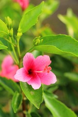 Hibiscus flower at beautiful in the nature