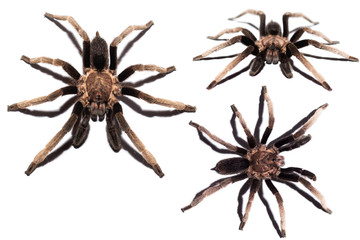 Isolated spider on white background, black curly-hair tarantula Brachypelma albopilosum