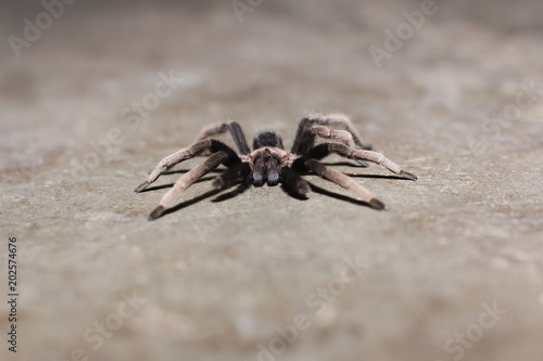 Spider On The Floor Black Curly Hair Tarantula Brachypelma