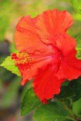 Hibiscus flower at beautiful in the nature