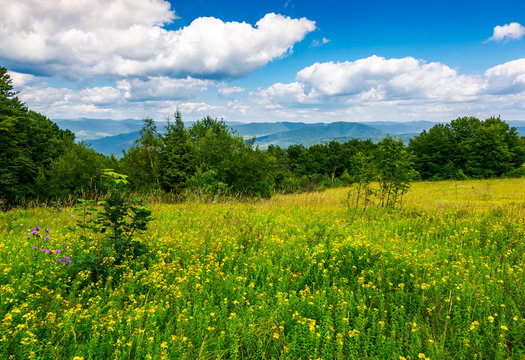 meadow with wild herbs on top of a hill in summer. beautiful nature scenery in mountains on a cloudy day