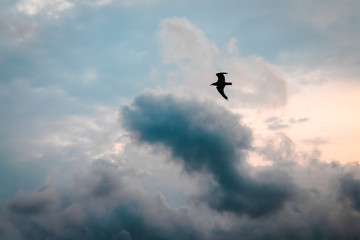 Sea Gull soaring during sunset on a cloudy day