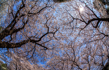 Obraz premium 横浜市根岸森林公園の桜