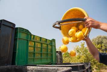 Picker at work unloading his pail full of lemons into bigger fruitboxes