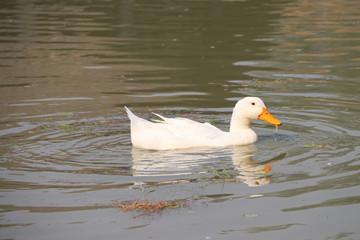 White color of duck swimming in the lake and reflected in the water. It is a waterbird with a broad blunt bill, short legs, webbed feet, and a waddling gait.
