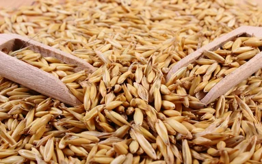 Fototapeten Heap of organic oat grains with wooden spoon © ratmaner