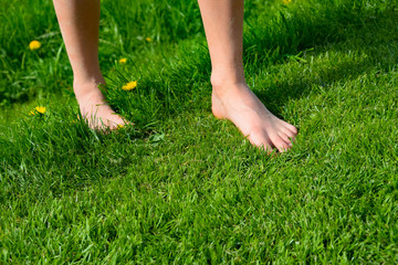 A child’s feet in the fresh green grass in summer