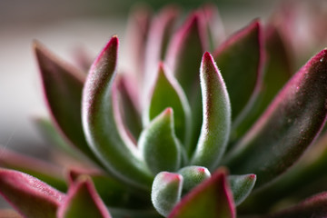 Macro Flowers